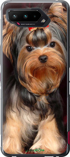 Силиконовый чехол Йоркширский терьер для Asus ROG Phone 5 - 929u-2530 изображение 