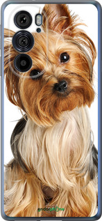 Силиконовый чехол Йоркширский терьер с хвостиком для Motorola Edge 30 Pro - 930u-2826 изображение 