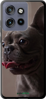TPU чехол Милий бульдог для Motorola Edge 50 Neo 5G - 5546b-3794 изображение 