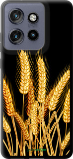 TPU чехол Колоски пшениці для Motorola Edge 50 Neo 5G - 5866b-3794 изображение 