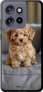 TPU чехол Mini-maltipoo для Motorola Edge 50 Neo 5G - 6158b-3794 изображение 