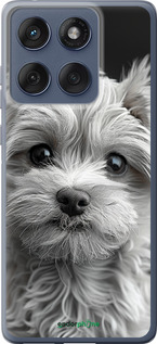 Силіконовий чехол Мальтипу на чорному фоні для Motorola Edge 60 Fusion 5G - 6156u-4021 изображение 