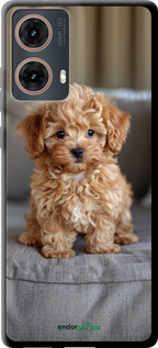 TPU чехол Mini-maltipoo для Motorola Moto G85 5G - 6158b-3780 изображение 