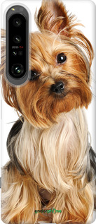Силиконовый чехол Йоркширский терьер с хвостиком для Sony Xperia 1 IV - 930u-2787 изображение 