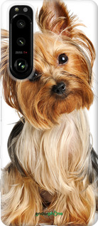 Силиконовый чехол Йоркширский терьер с хвостиком для Sony Xperia 5 III - 930u-2580 изображение 