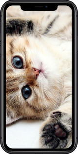 2D пластиковый чехол Котик для Apple iPhone 11 - 6024t-1722 изображение 