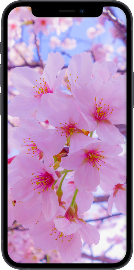 TPU чехол Сакура для Apple iPhone 12 Mini - 6029b-2071 изображение 