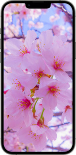 2D пластиковый чехол Сакура для Apple iPhone 13 Pro Max - 6029t-2371 изображение 