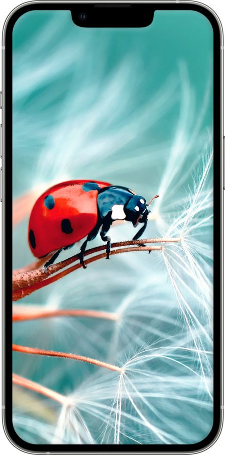 Силиконовый чехол Божья коровка для Apple iPhone 13 Pro - 6049u-2372 изображение 