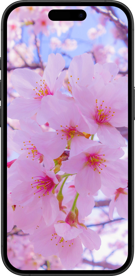 TPU чехол Сакура для Apple iPhone 16 Plus - 6029b-3714 изображение 