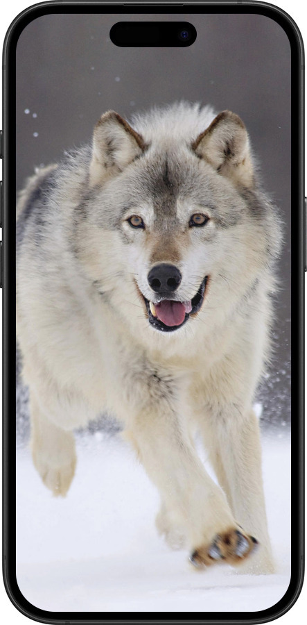 TPU чехол Бегущий волк для Apple iPhone 16 Plus - 826b-3714 изображение 