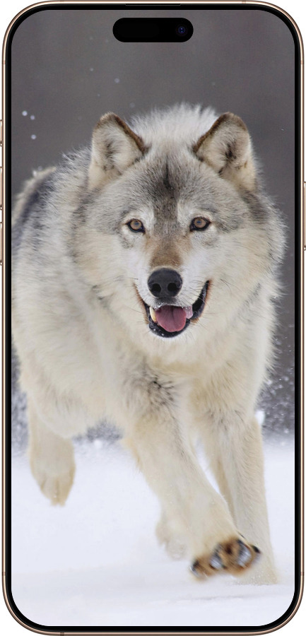 TPU чехол Бегущий волк для Apple iPhone 16 Pro Max - 826b-3706 изображение 