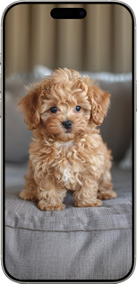 TPU чехол Mini-maltipoo для Apple iPhone 16 Pro - 6158b-3708 изображение 