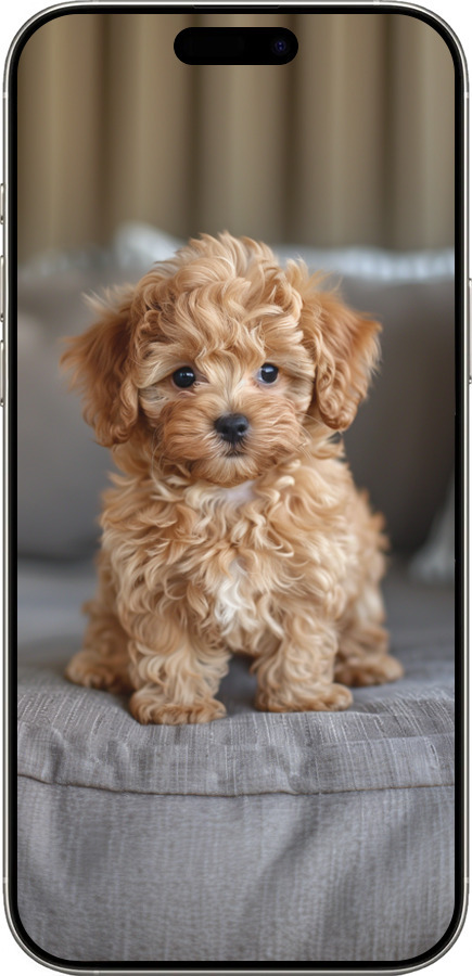 TPU чехол Mini-maltipoo для Apple iPhone 16 Pro - 6158b-3708 изображение 