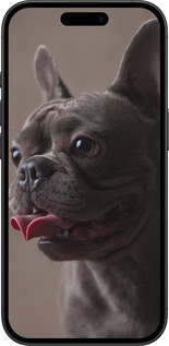 TPU чехол Милый бульдог для Apple iPhone 16 - 5546b-3709 изображение 