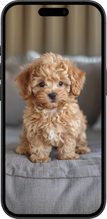 TPU чехол Mini-maltipoo для Apple iPhone 16 - 6158b-3709 изображение 