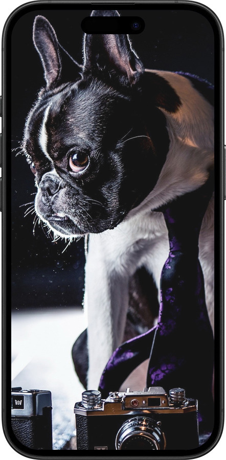 TPU чехол Бульдог-фотограф для Apple iPhone 16 - 142b-3709 изображение 