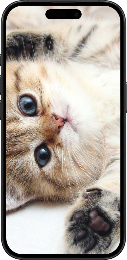 TPU чехол Котик для Apple iPhone 16 - 6024b-3709 изображение 