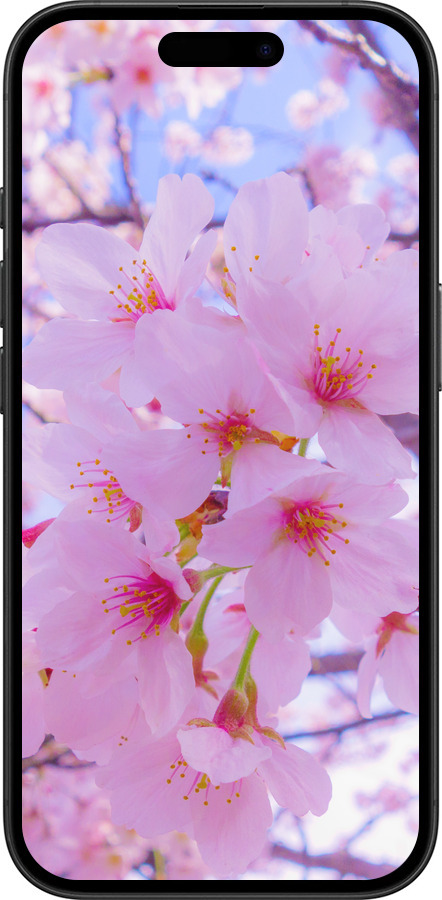 TPU чехол Сакура для Apple iPhone 16 - 6029b-3709 изображение 