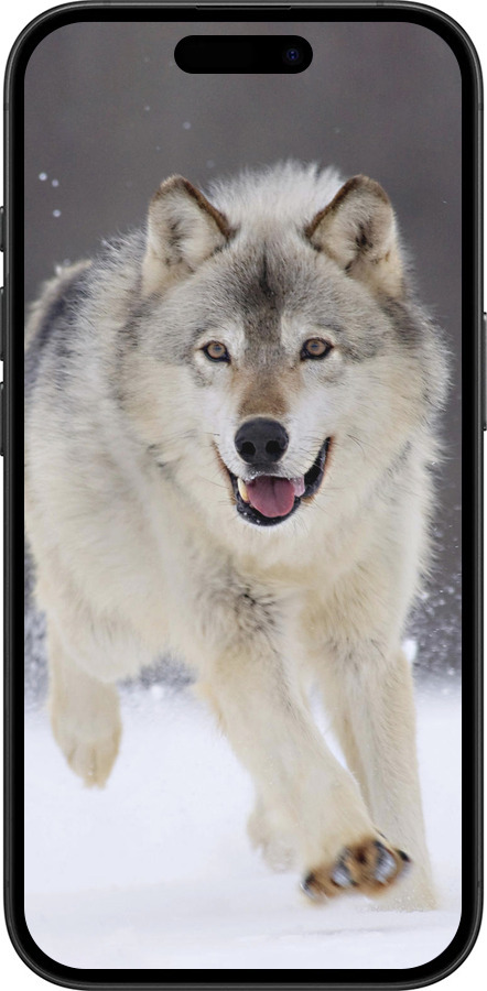 TPU чехол Бегущий волк для Apple iPhone 16 - 826b-3709 изображение 