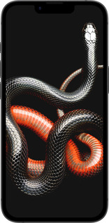 TPU чехол Красно-черная змея на черном фоне для Apple iPhone 16e - 4063b-3971 изображение 