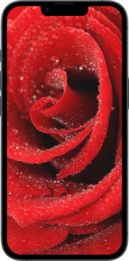 TPU чехол Червона троянда для Apple iPhone SE 4 - 529b-3652 изображение 