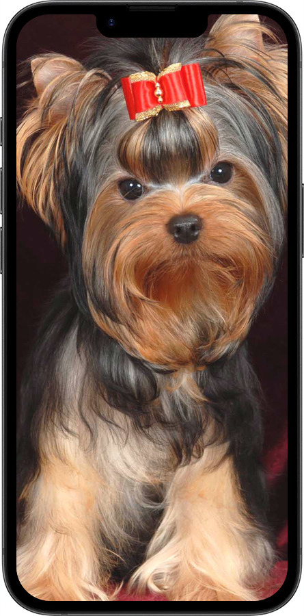 TPU чехол Йоркширський тер'єр для Apple iPhone 16e - 929b-3971 изображение 