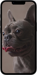 Силиконовый чехол Милый бульдог для Apple iPhone 16e - 5546u-3971 изображение 
