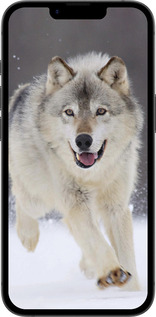 Силіконовий чехол Вовк, що біжить для Apple iPhone 16e - 826u-3971 изображение 
