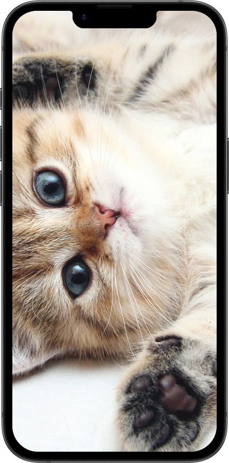 Силиконовый чехол Котик для Apple iPhone SE 4 - 6024u-3652 изображение 