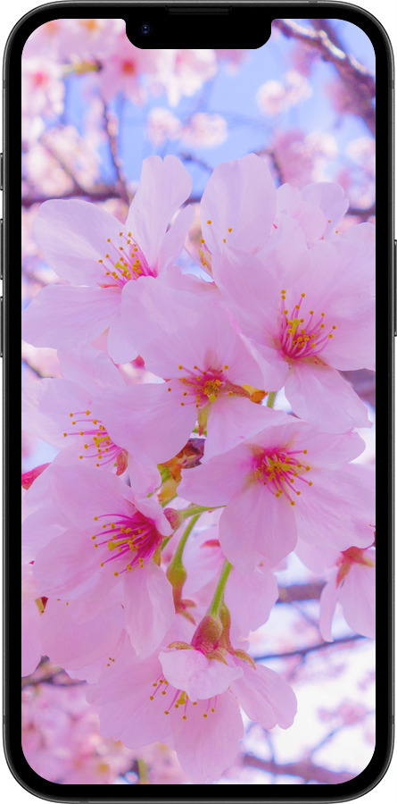 Силиконовый чехол Сакура для Apple iPhone 16e - 6029u-3971 изображение 