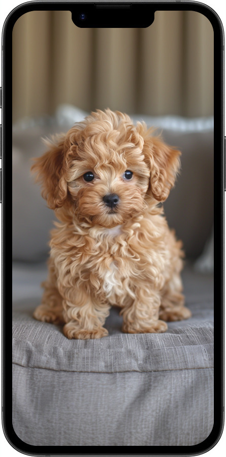 Силиконовый чехол Mini-maltipoo для Apple iPhone SE 4 - 6158u-3652 изображение 