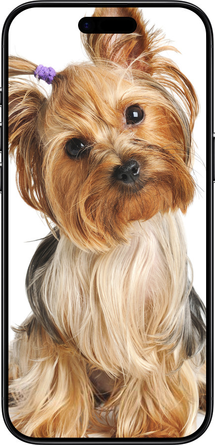 TPU чехол Йоркширский терьер с хвостиком для Apple iPhone 17 AIR - 930b-4032 изображение 