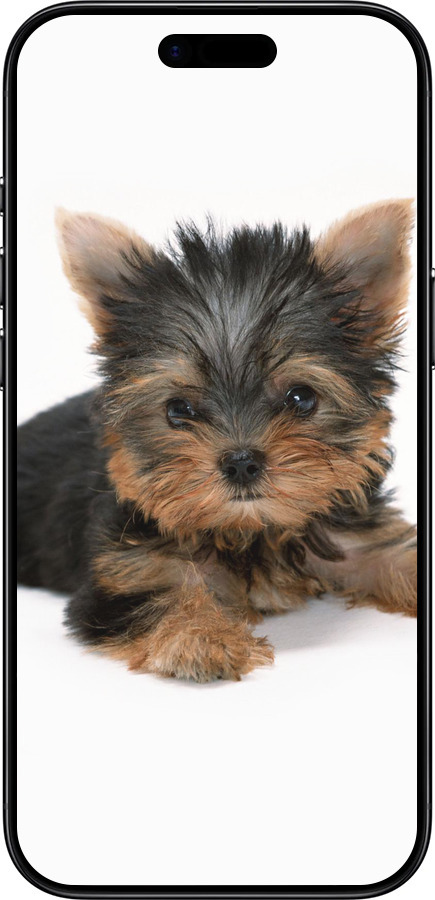 TPU чехол Цуценя йоркширського тер'єра для Apple iPhone 17 AIR - 931b-4032 изображение 