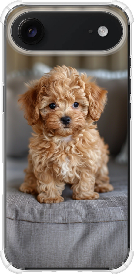 Mini-maltipoo