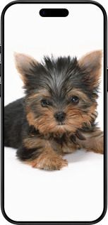 Силиконовый чехол Щенок йоркширского терьера для Apple iPhone 17 AIR - 931u-4032 изображение 
