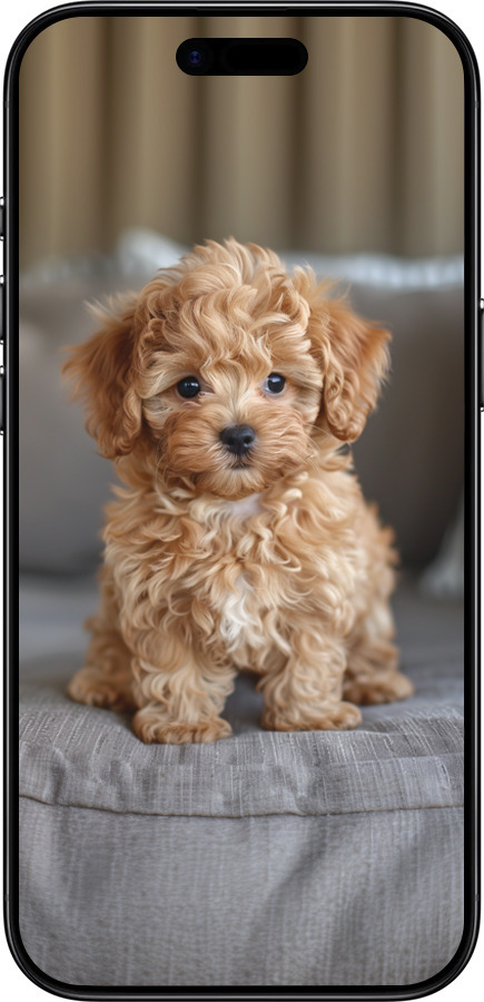 Силиконовый чехол Mini-maltipoo для Apple iPhone 17 AIR - 6158u-4032 изображение 