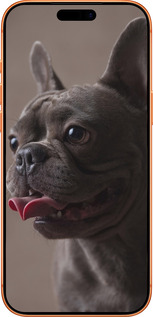 Силиконовый чехол Милый бульдог для Apple iPhone 17 PRO MAX - 5546u-4029 изображение 