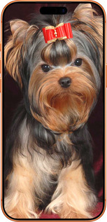 Силиконовый чехол Йоркширский терьер для Apple iPhone 17 PRO MAX - 929u-4029 изображение 