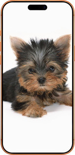 Силиконовый чехол Щенок йоркширского терьера для Apple iPhone 17 PRO MAX - 931u-4029 изображение 