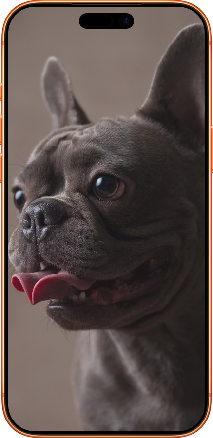 Силиконовый чехол Милый бульдог для Apple iPhone 17 PRO MAX - 5546u-4029 изображение 