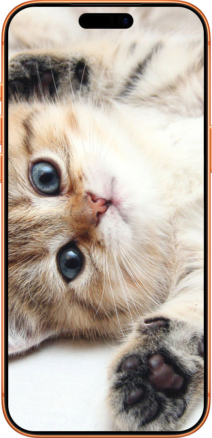 Силиконовый чехол Котик для Apple iPhone 17 PRO MAX - 6024u-4029 изображение 