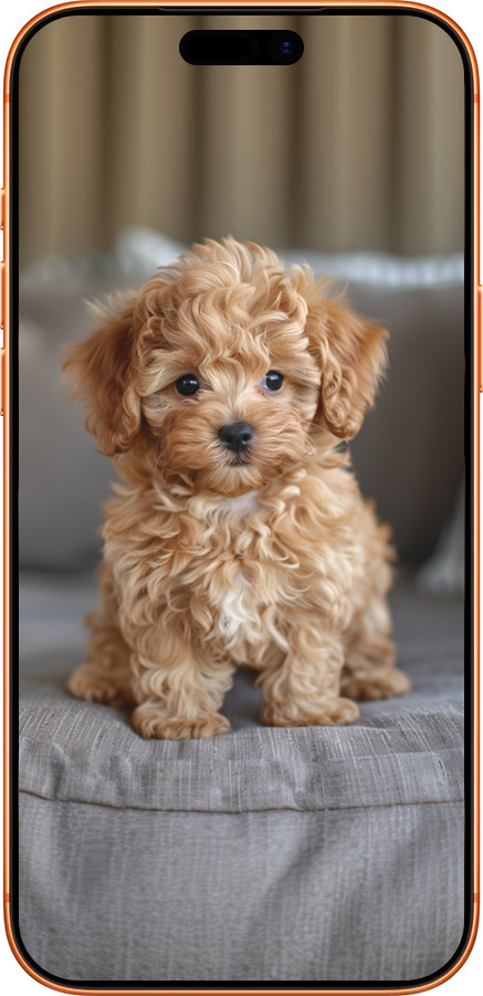 Силиконовый чехол Mini-maltipoo для Apple iPhone 17 PRO MAX - 6158u-4029 изображение 