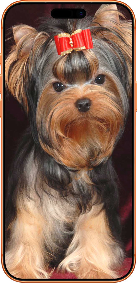 Силиконовый чехол Йоркширский терьер для Apple iPhone 17 PRO MAX - 929u-4029 изображение 