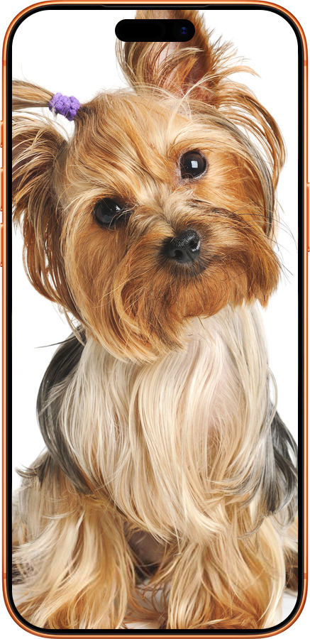 Силиконовый чехол Йоркширский терьер с хвостиком для Apple iPhone 17 PRO MAX - 930u-4029 изображение 