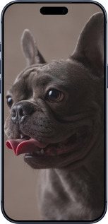 Силиконовый чехол Милый бульдог для Apple iPhone 17 PRO - 5546u-4030 изображение 