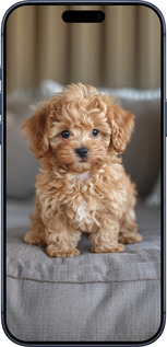 Силиконовый чехол Mini-maltipoo для Apple iPhone 17 PRO - 6158u-4030 изображение 