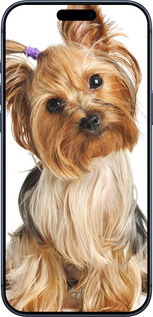 Силіконовий чехол Йоркширський тер'єр із хвостиком для Apple iPhone 17 PRO - 930u-4030 изображение 