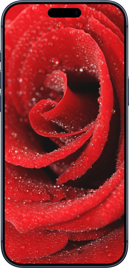 Силиконовый чехол Красная роза для Apple iPhone 17 PRO - 529u-4030 изображение 