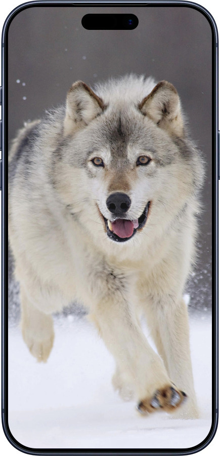 Силиконовый чехол Бегущий волк для Apple iPhone 17 PRO - 826u-4030 изображение 